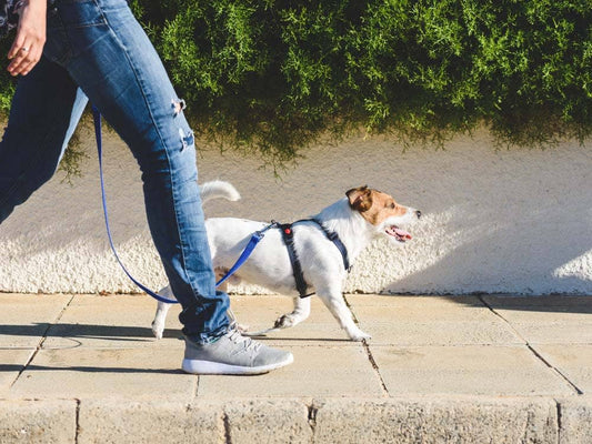 Mastering the Art of Leash Walking: Top Tips to help to Training Your Dog