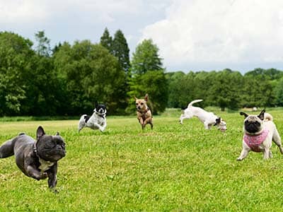 The Best Off Lead Dog Parks in Sydney