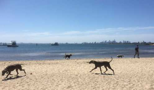 Dog-Friendly Places to Swim in Melbourne: A Splashing Good Time with Your Pup