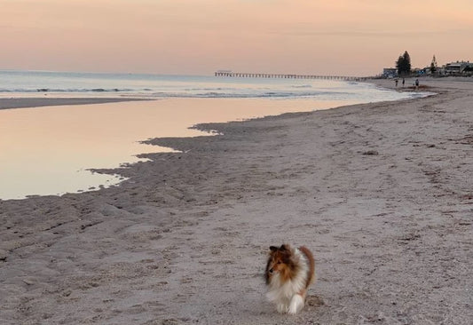 Dog-Friendly Places to Swim in Adelaide: Where to Make a Splash with Your Pup