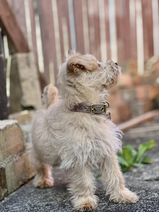 The Importance of a Good Dog Collar: Choosing the Right Fit for Safety and Style