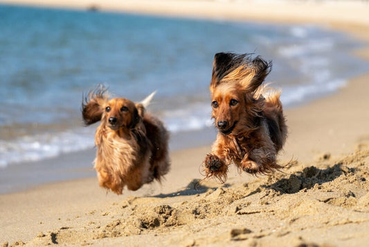 Five Off-Leash Dog Beaches in Melbourne that you must visit!