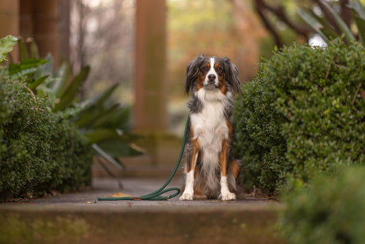 Rope Dog Leash | Forest Green