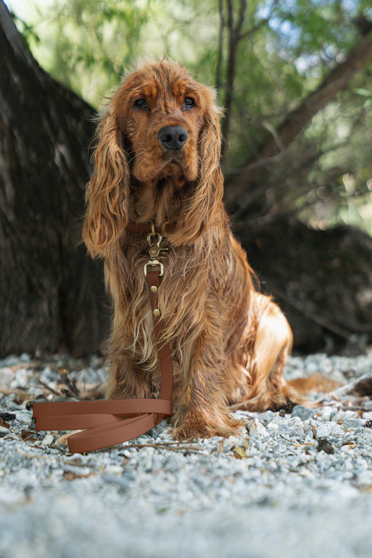 Brown waterproof dog leash and collar