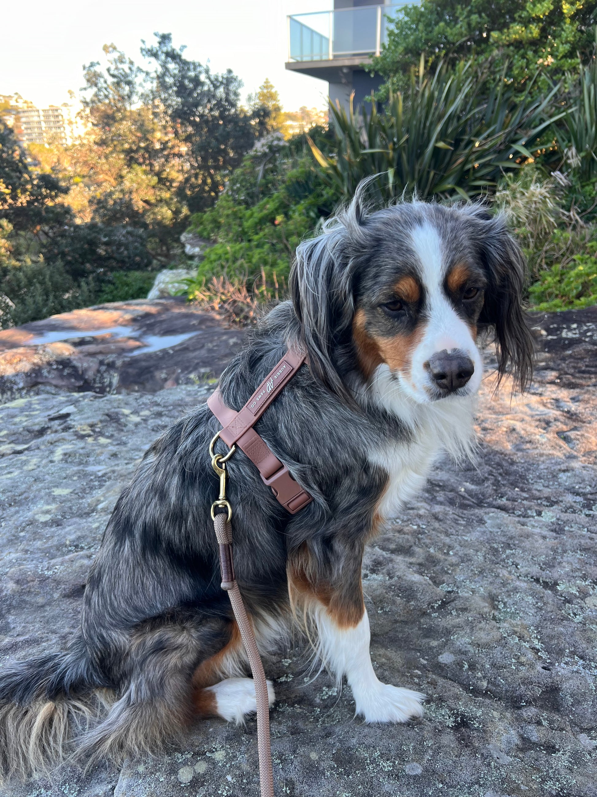 Brown waterproof harness and rope leash