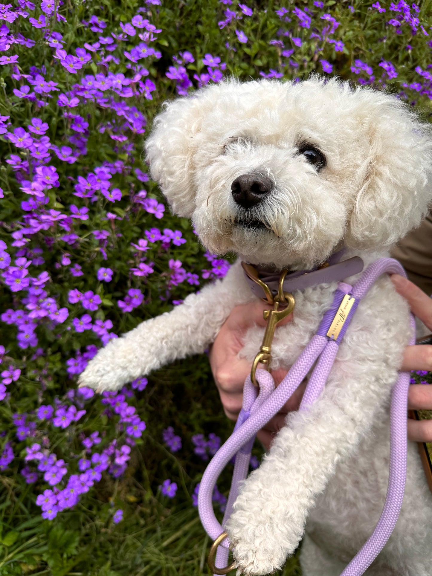 Rope Dog Leash | Lilac