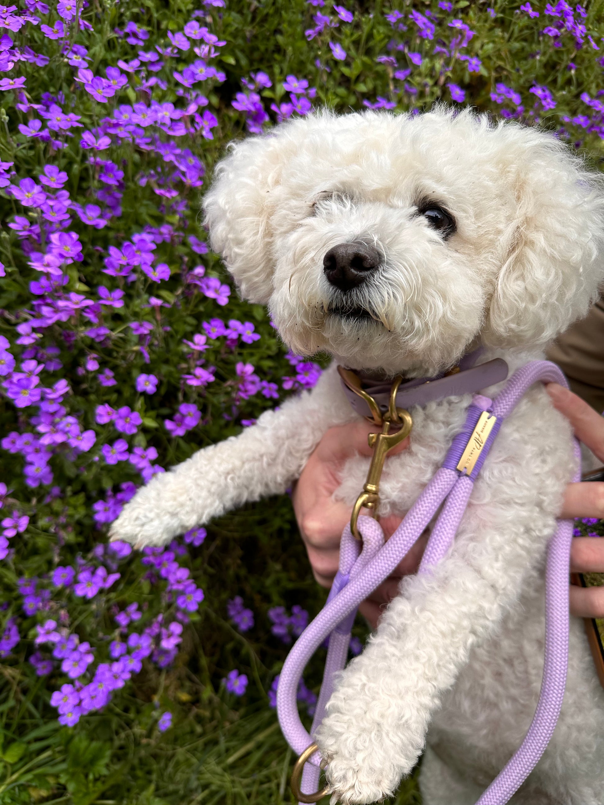 Lilac rope lead and collar