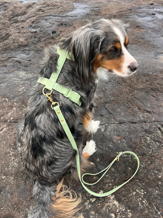 green waterproof dog harness 3