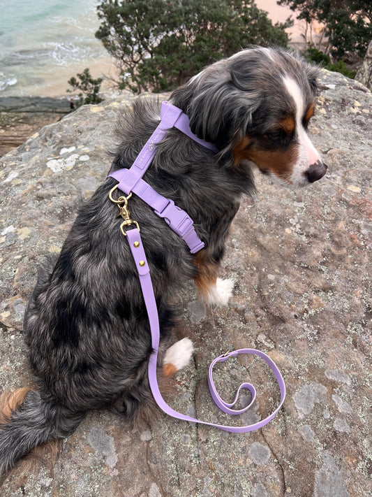 waterproof dog harness in lilac